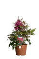 Astilbe 17 cm potte